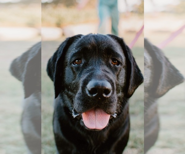 Medium Photo #17 Labrador Retriever Puppy For Sale in REDDING, CA, USA