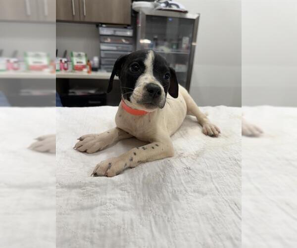 Medium Photo #1 Mutt Puppy For Sale in Baytown, TX, USA