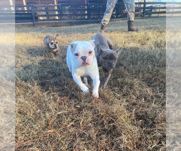 Medium Photo #3 Faux Frenchbo Bulldog Puppy For Sale in NEWNAN, GA, USA