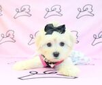 Small Photo #12 Mal-Shi Puppy For Sale in LAS VEGAS, NV, USA