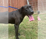 Small #1 Chocolate Labrador retriever Mix