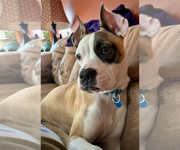 Medium Photo #1 Boxer Puppy For Sale in Dumont, NJ, USA