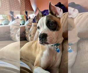 Boxer Dogs for adoption in Dumont, NJ, USA