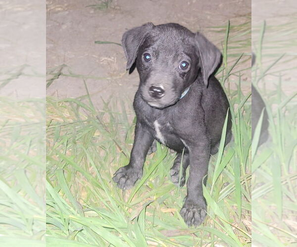 Medium Photo #1 Labrador Retriever-Unknown Mix Puppy For Sale in Bolivar, MO, USA
