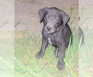 Labrador Retriever-Unknown Mix Dogs for adoption in Bolivar, MO, USA