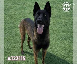 Mutt Dogs for adoption in HESPERIA, CA, USA