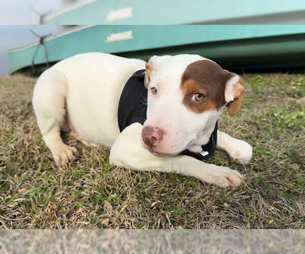 Medium Photo #2 Bulldog-Labrador Retriever Mix Puppy For Sale in Tarrytown, GA, USA