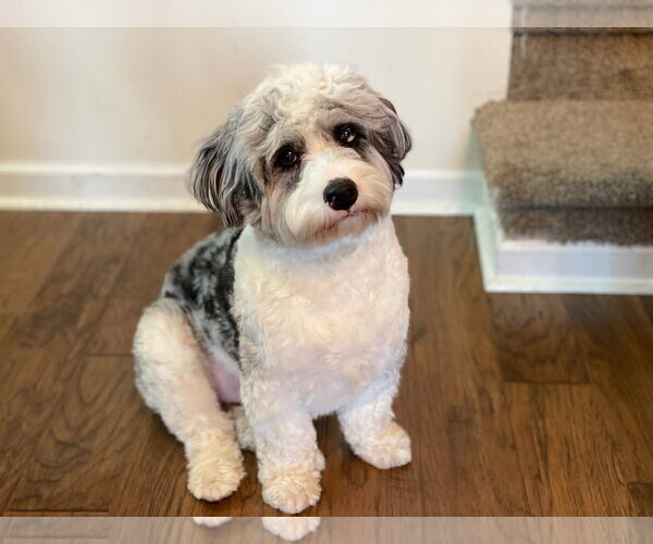 Medium Photo #1 Australian Shepherd-Unknown Mix Puppy For Sale in Doylestown, PA, USA