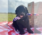 Puppy Jessica Poodle (Standard)