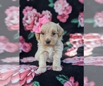 Small Photo #6 Maltipoo Puppy For Sale in ATGLEN, PA, USA