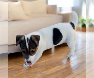 Jack Russell Terrier Puppy for sale in NASHVILLE, NC, USA