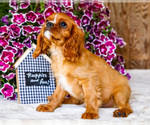 Small #5 Cavalier King Charles Spaniel