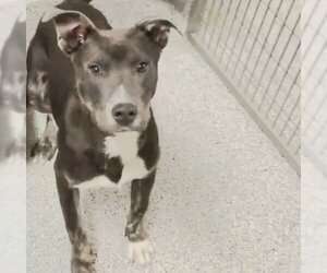 American Pit Bull Terrier-Unknown Mix Dogs for adoption in Houston, TX, USA