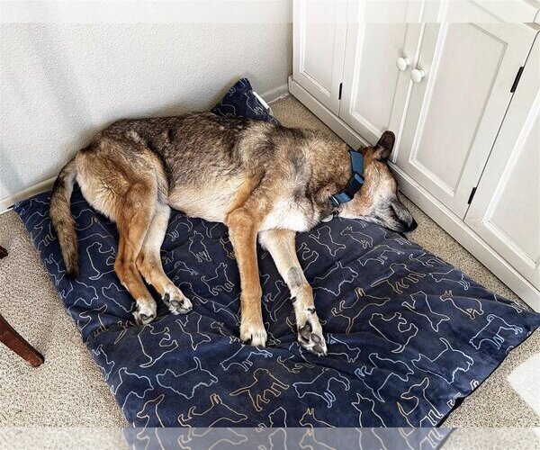 Medium Photo #2 German Shepherd Dog-Unknown Mix Puppy For Sale in  Ramona, CA, USA