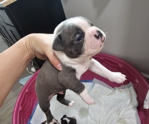 Boston Terrier Puppy for sale in BUCHANAN, GA, USA