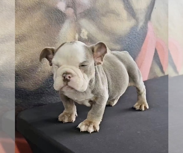Medium Photo #11 English Bulldog Puppy For Sale in LAS VEGAS, NV, USA