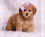 Puppy Gentry Goldendoodle (Miniature)