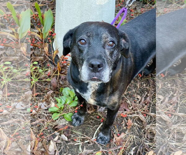 Medium Photo #13 Boxer-Unknown Mix Puppy For Sale in Mount Laurel, NJ, USA