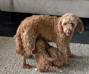 Mother of the Goldendoodle (Miniature) puppies born on 03/13/2026