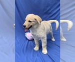 Small Photo #1 Golden Labrador Puppy For Sale in LIVE OAK, FL, USA