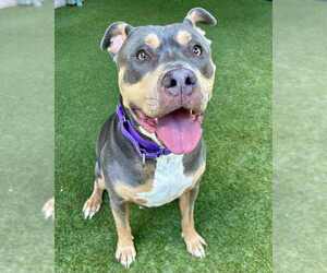 American Bulldog Dogs for adoption in Petaluma, CA, USA