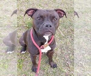 American Staffordshire Terrier Dogs for adoption in Fort Lauderdale, FL, USA
