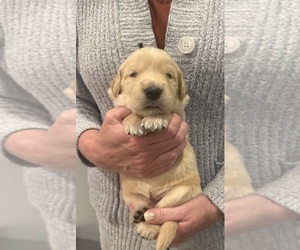 Golden Retriever Puppy for sale in CLARKSVILLE, TN, USA