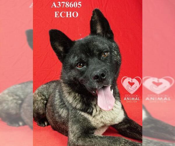 Medium Photo #2 Akita-Unknown Mix Puppy For Sale in Stockton, CA, USA