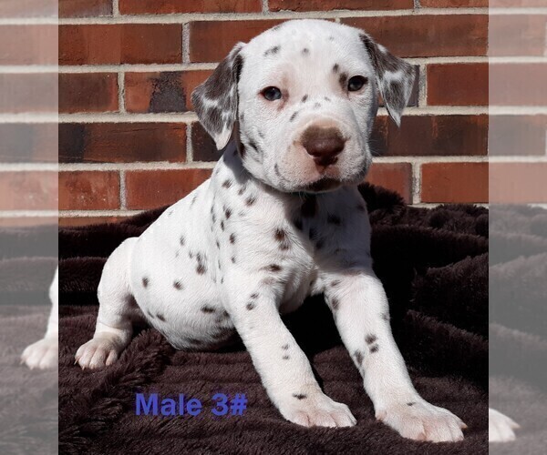 Medium Photo #11 Dalmatian Puppy For Sale in ELKMONT, AL, USA