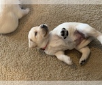 Small Photo #6 Labrador Retriever Puppy For Sale in RANTOUL, IL, USA