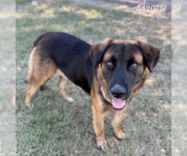 Medium Photo #1 German Shepherd Dog-Unknown Mix Puppy For Sale in Conroe, TX, USA