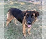Small German Shepherd Dog Mix