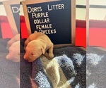 Small Photo #4 Golden Retriever Puppy For Sale in ONTARIO, CA, USA