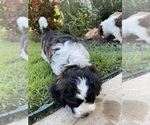 Puppy 1 Goldendoodle-Shih Tzu Mix