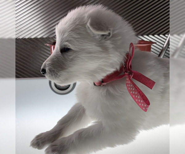 Medium Photo #36 German Shepherd Dog Puppy For Sale in WASHINGTON, NJ, USA