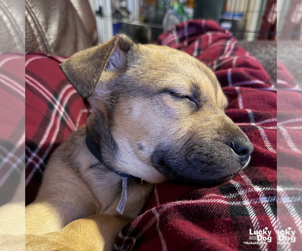 Medium Photo #6 Mutt Puppy For Sale in Washington, DC, USA