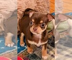 Puppy Ginger Chihuahua