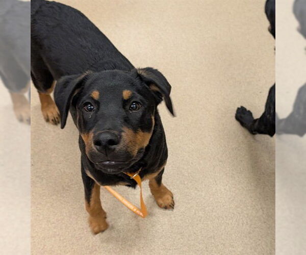 Medium Photo #1 Rottweiler-Unknown Mix Puppy For Sale in Plano, TX, USA