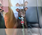 Small #1 Chihuahua Mix