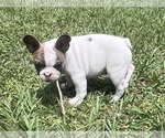 Small Photo #3 French Bulldog Puppy For Sale in SEBRING, FL, USA