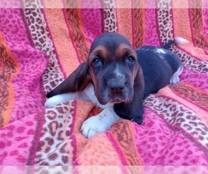 Basset Hound Puppy for sale in SALEM, WV, USA