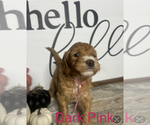 Puppy Pink Girl Labradoodle-Poodle (Miniature) Mix