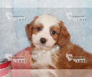 Australian Shepherd-Poodle (Toy) Mix Puppy for sale in SANGER, TX, USA