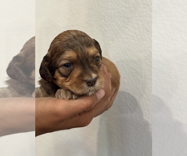 Medium Photo #12 Bernedoodle (Miniature) Puppy For Sale in LONGMONT, CO, USA