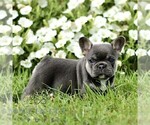 Small #1 French Bulldog