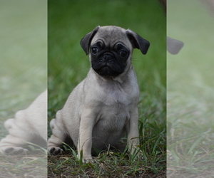 Pug Puppy for sale in PALM COAST, FL, USA