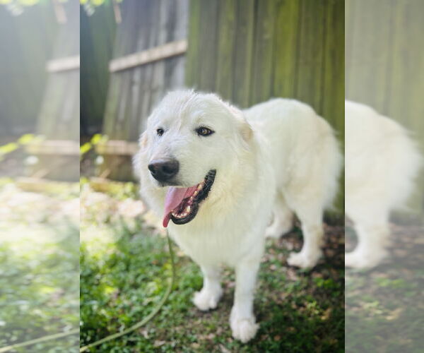 Medium Photo #5 Great Pyrenees Puppy For Sale in Spring, TX, USA