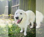 Small #4 Great Pyrenees