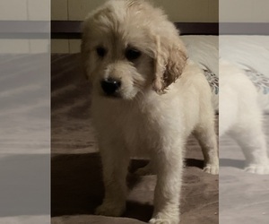 Labradoodle Puppy for sale in SALUDA, SC, USA