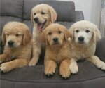 Small Golden Retriever